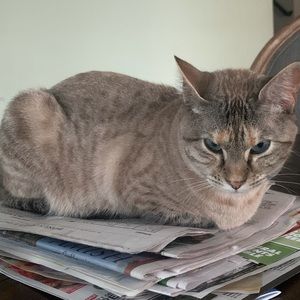 Meet your Posher, Dina